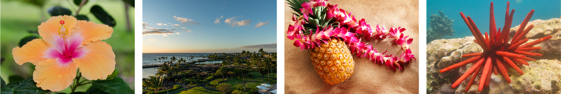 Hawaiian Photo Collage